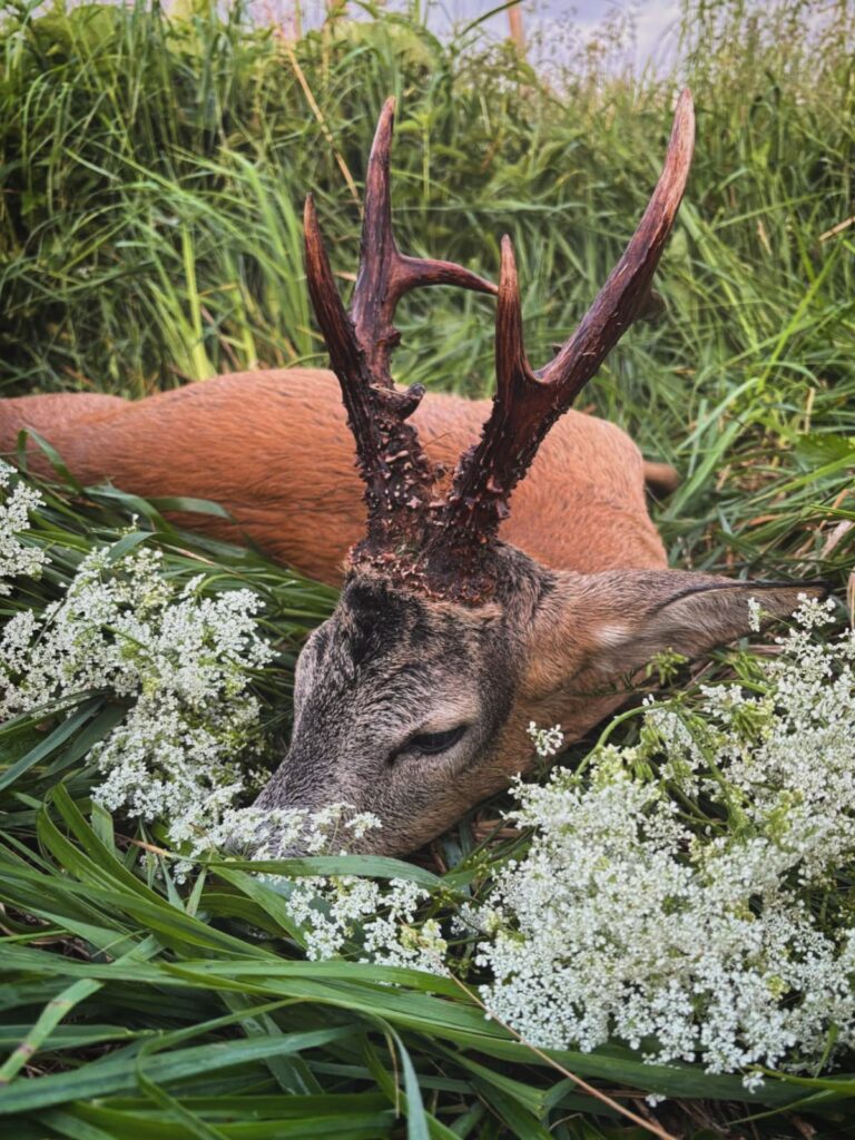 Roe Deer | Hunt.lv