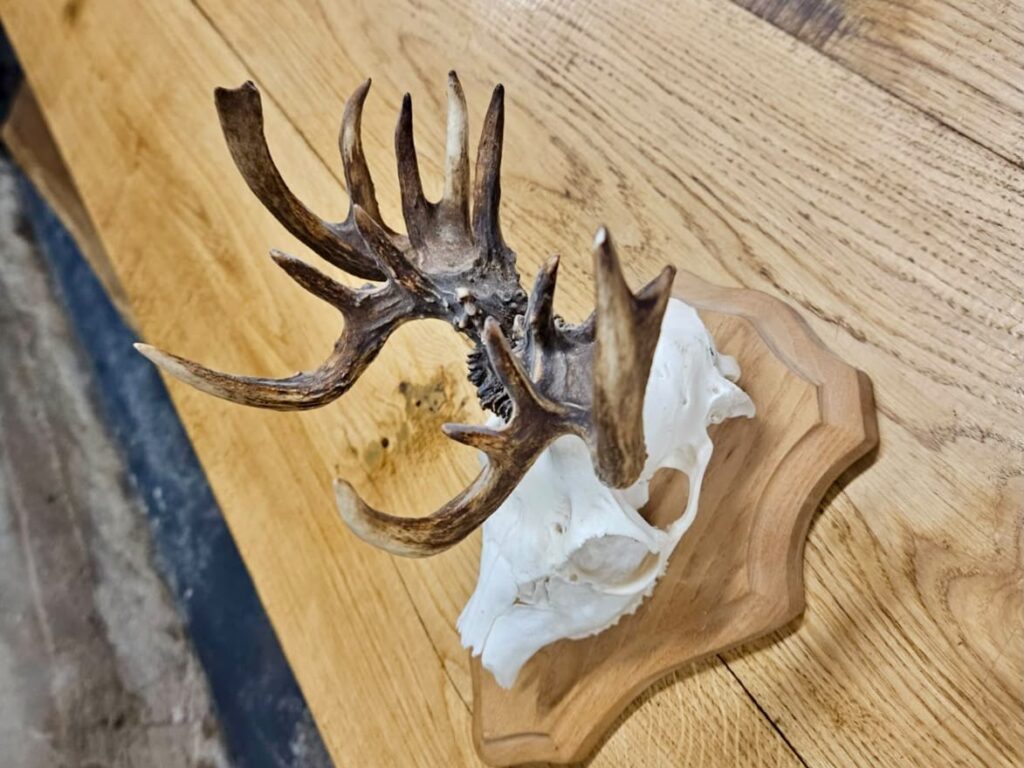Roe Deer | Hunt.lv